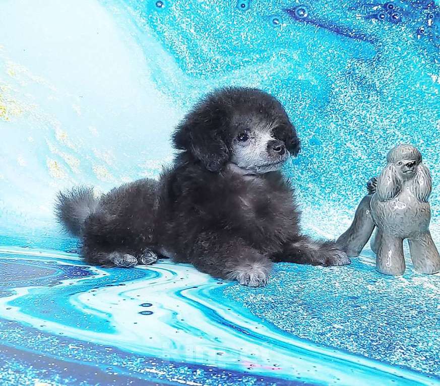 Собаки в Долгопрудном: Пуделя щенок той серебристая девочка  ИЛАЙДА  Девочка, 200 000 руб. - фото 8