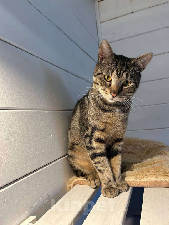 Кошки в Москве: Котик Марс ищет дом Мальчик, Бесплатно - фото 2