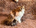 Кошки в Чите: Персидская кошечка Девочка, 10 000 руб. - фото 6