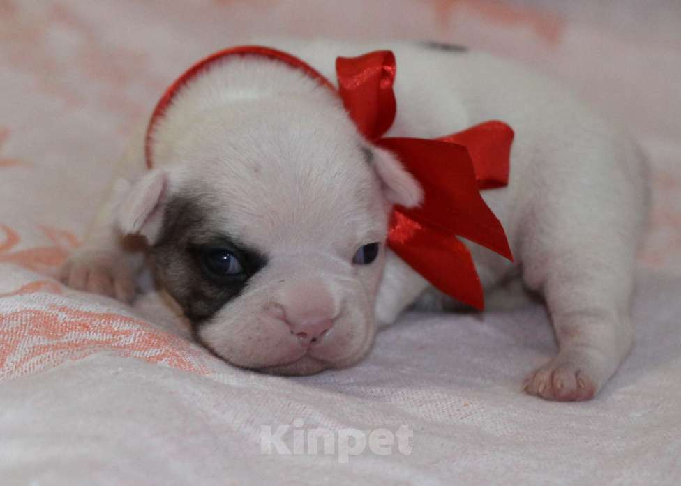 Собаки в Санкт-Петербурге: Белая девочка французский бульдог в палевой шапочке Девочка, 74 000 руб. - фото 2