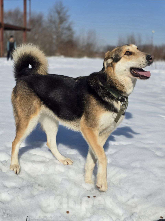 Собаки в Королеве: Нежная Лаура ждет свою семью Девочка, Бесплатно - фото 3