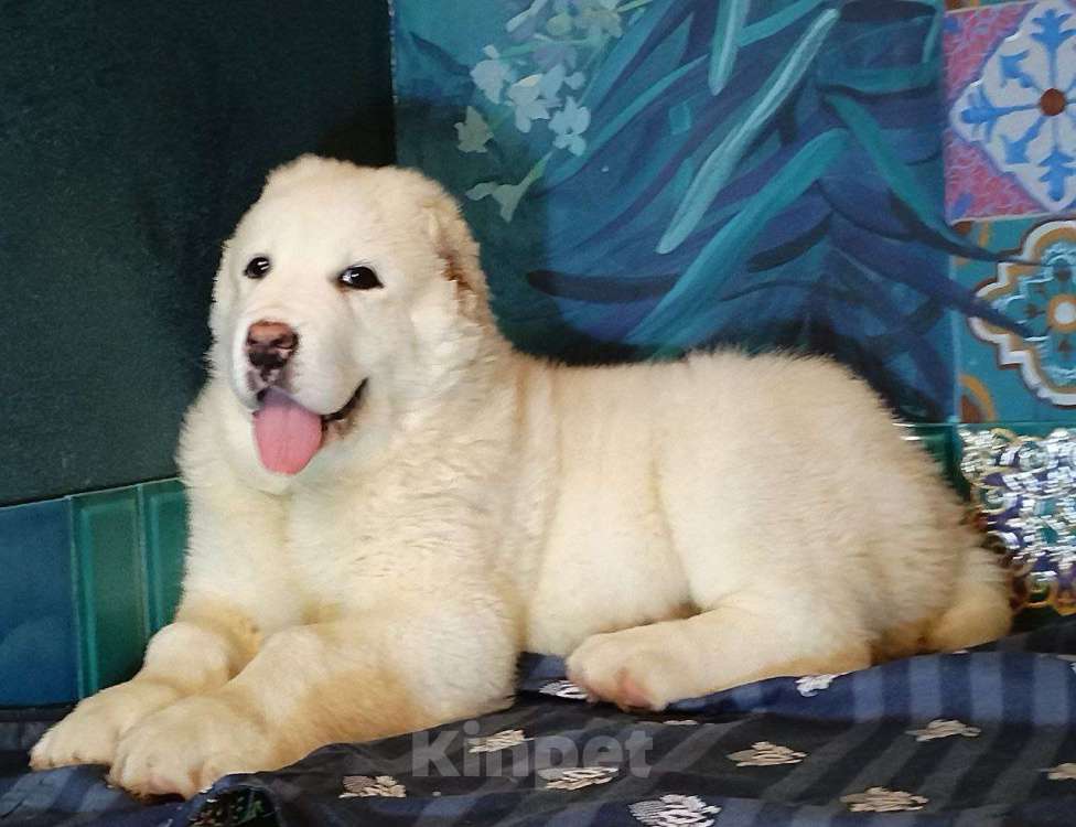 Собаки в других городах Ленинградской области: Щенок САО(Алабай) Мальчик, 200 000 руб. - фото 3