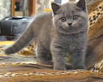 Кошки в Хабаровске: британская короткошерстная девочка Девочка, Бесплатно - фото 2
