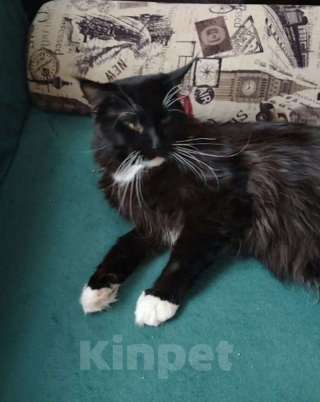 Кошки в Тюмени: Продажа Мальчик, 5 000 руб. - фото 2