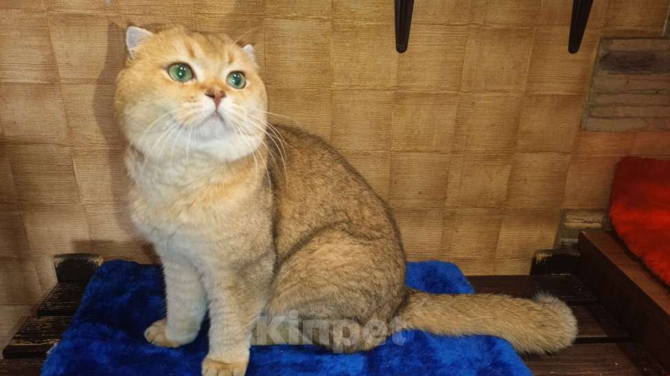 Кошки в Москве: САмый добрый кот Мальчик, 3 000 руб. - фото 2