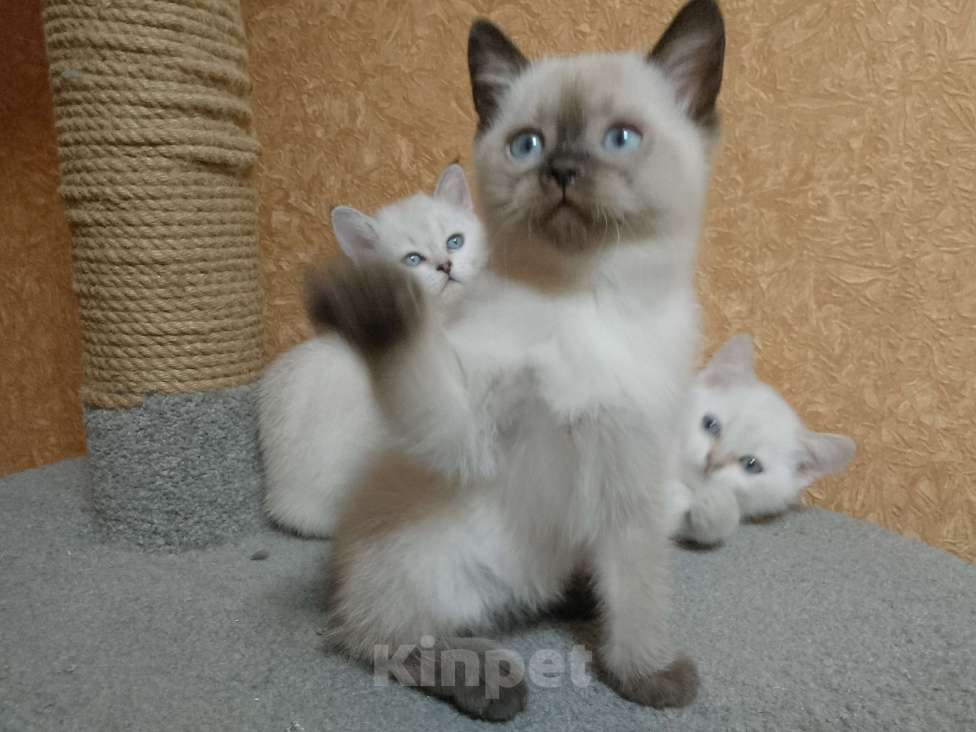 Кошки в Санкт-Петербурге: Котëнок Мальчик, Бесплатно - фото 2