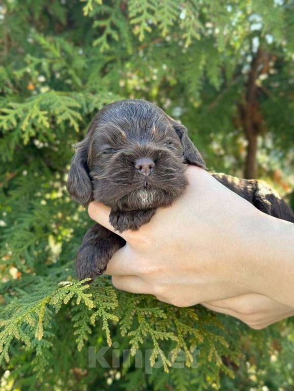 Собаки в Пскове: Американский Кокер Спаниель Девочка, 60 000 руб. - фото 3