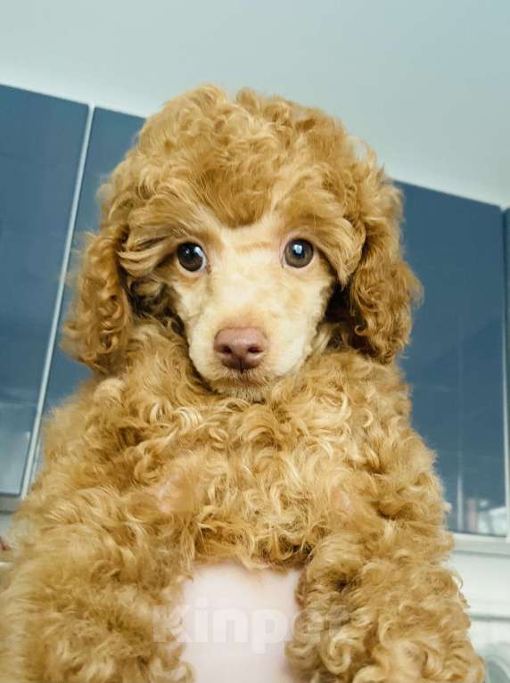 Собаки в Омске: Щенок той пудель,карликовый пудель Мальчик, 50 000 руб. - фото 1