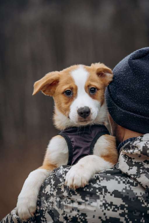 Собаки в Москве: Рыжик ищет дом Мальчик, Бесплатно - фото 6