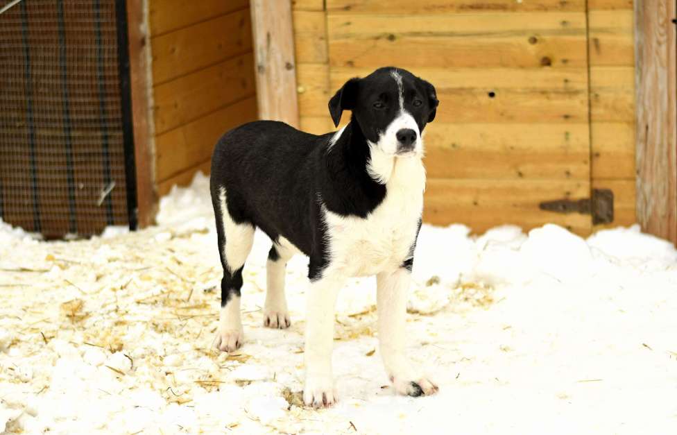 Собаки в Москве: Норд ищет семью Мальчик, Бесплатно - фото 4