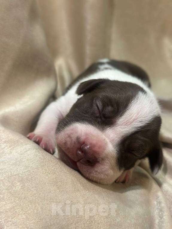 Собаки в Москве: Американский Булли XL Девочка, 350 000 руб. - фото 1