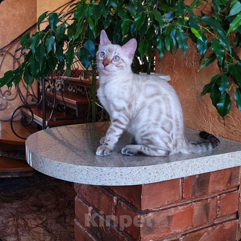 Кошки в Москве: Снежный бенгальский мальчик  Мальчик, 65 000 руб. - фото 1