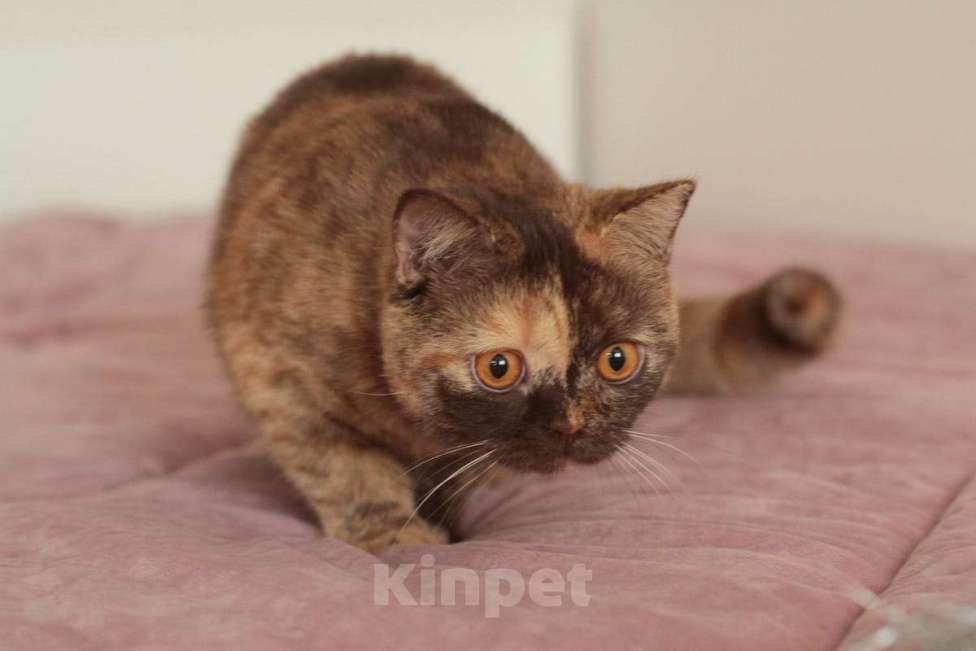 Кошки в Подольске: Британская девочка Девочка, Бесплатно - фото 1