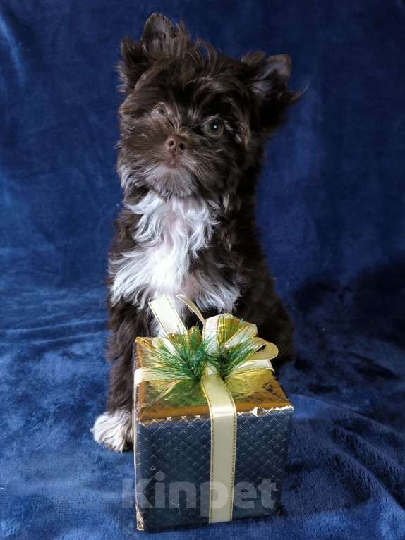 Собаки в Москве: Шоколадный йоркширский терьер Мальчик, 60 000 руб. - фото 2