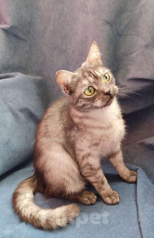 Кошки в Москве: Британские и шотландские кошки и коты Девочка, 15 000 руб. - фото 2