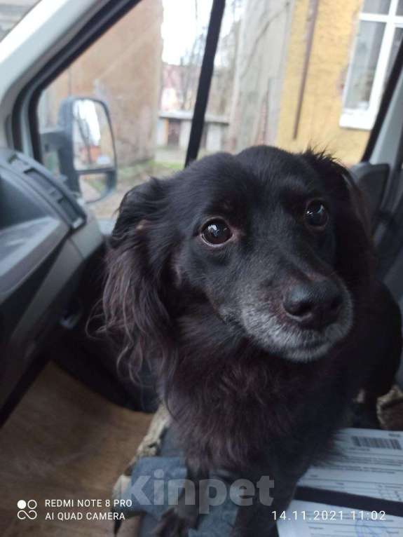 Собаки в Калининграде: Потерялась собака Девочка, 1 000 руб. - фото 3