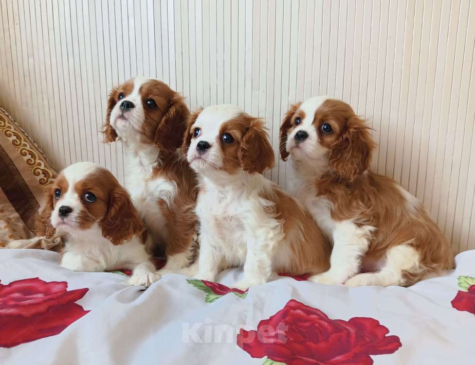 Собаки в Москве: Щенки Кавалер Кинг ЧарльзДевочки 2,5 мес. Девочка, 70 000 руб. - фото 2