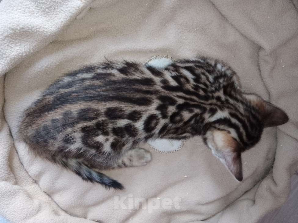 Кошки в Санкт-Петербурге: Бенгальская кошечка Девочка, 55 000 руб. - фото 5