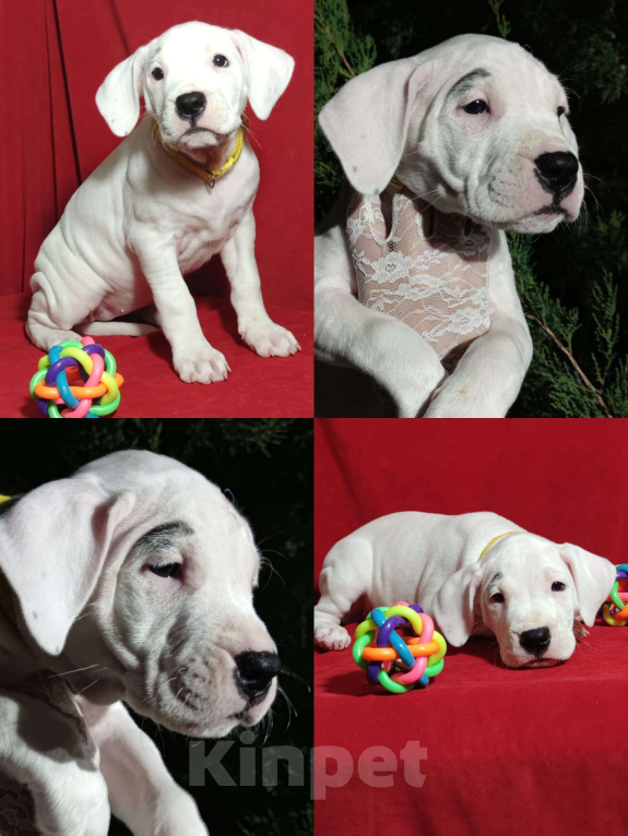 Собаки в других городах Краснодарского края: Продаются Щенки Аргентинского Дога  Мальчик, 40 000 руб. - фото 6