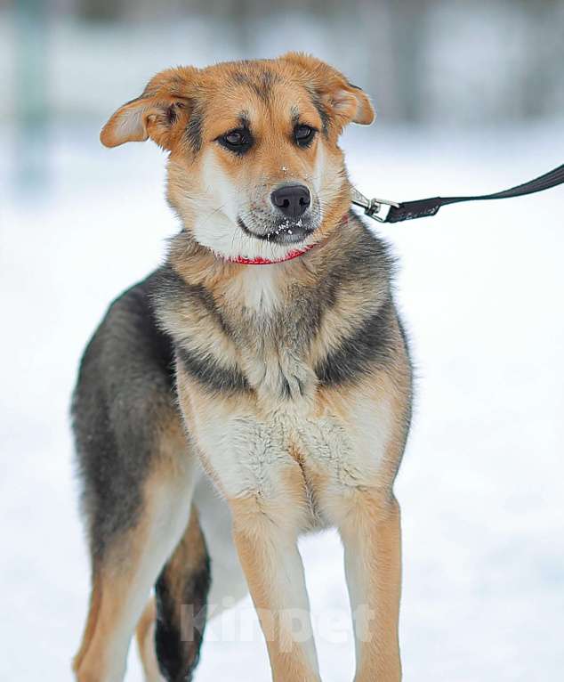 Собаки в Москве: Щенок Марти Девочка, Бесплатно - фото 3