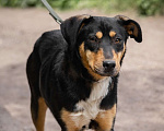 Собаки в Балашихе: Небольшая активная собачка Ника 1,5 года из приюта Девочка, Бесплатно - фото 3