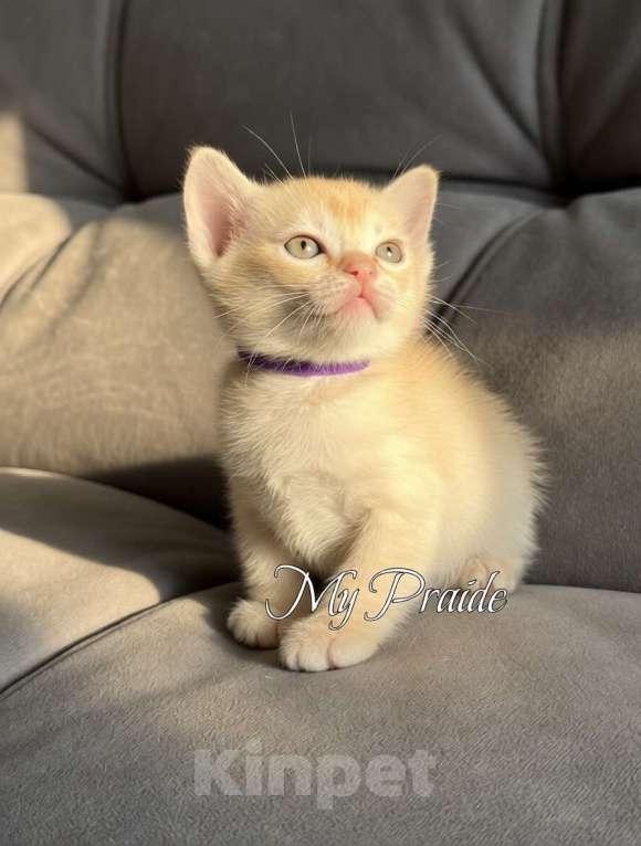 Кошки в Электростали: Бурма европейская. Девочка, 85 000 руб. - фото 6