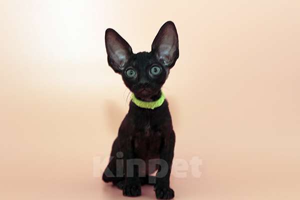 Кошки в Москве: малыши к резервированию. питомник Корнелита Мальчик, 55 000 руб. - фото 3