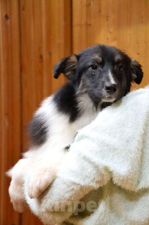 Собаки в Москве: Австралийская овчарка щенок  Мальчик, 25 000 руб. - фото 4