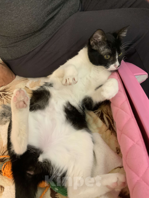 Кошки в Москве: Ватсон Обнимашкин ищет подходящего человека для совместных обниманий Мальчик, Бесплатно - фото 5