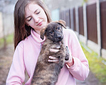 Собаки в Москве: Тигровая девочка в добрые руки Девочка, Бесплатно - фото 6