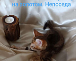Кошки в Москве: котята курильские бобтейлы шикарного мраморного окраса Разнополые, 5 000 руб. - фото 6