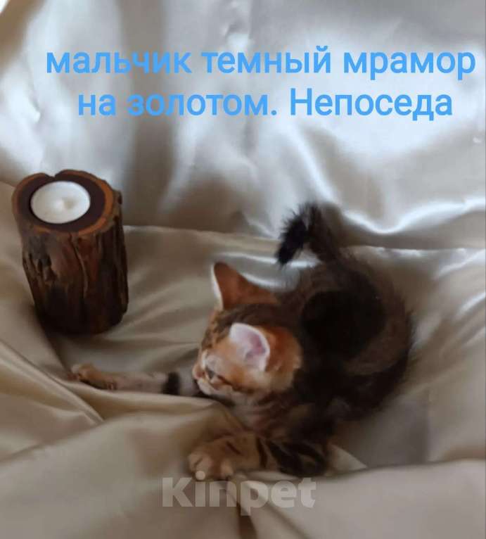Кошки в Москве: котята курильские бобтейлы шикарного мраморного окраса Разнополые, 5 000 руб. - фото 6