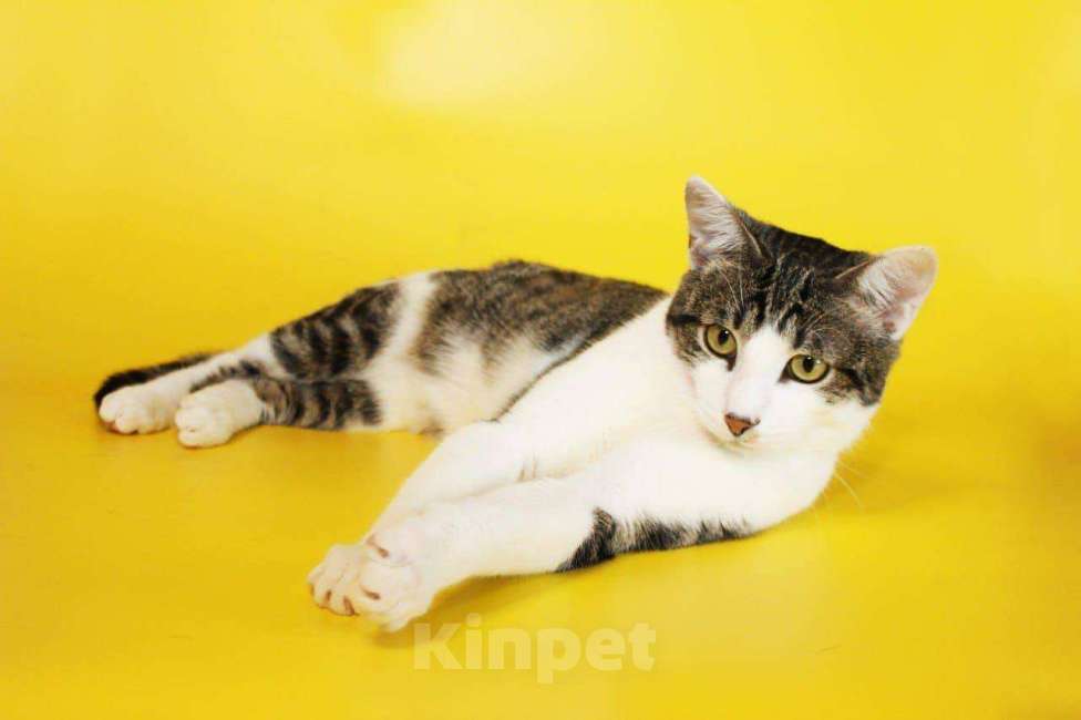 Кошки в Москве: котенок Митя ищет дом Мальчик, Бесплатно - фото 3