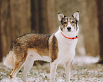 Собаки в Москве: Красавец Чаппи выжил и очень хочет домой! Мальчик, Бесплатно - фото 5