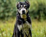Собаки в Видном: Алабай Несси, 2 года Девочка, Бесплатно - фото 8