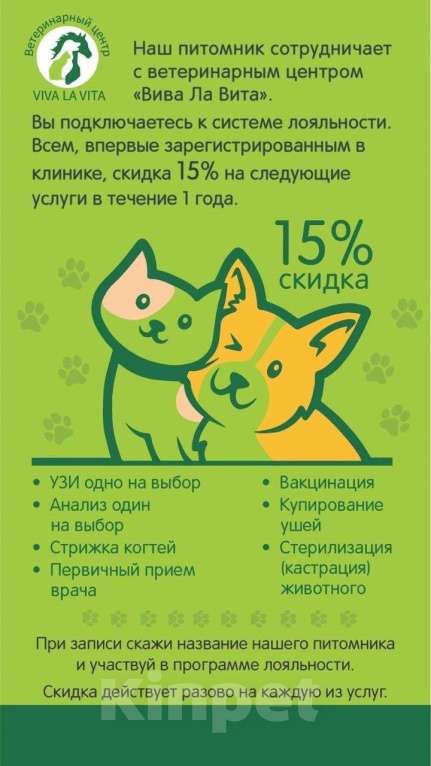 Собаки в Санкт-Петербурге: Голубого окраса щенок чихуахуа Винсент Мальчик, 100 000 руб. - фото 9