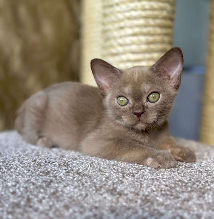 Кошки в Москве: Бурманский мальчик. Шоколадный инопланетяшка ищет свою галактику! Бронирование! Мальчик, 80 000 руб. - фото 1