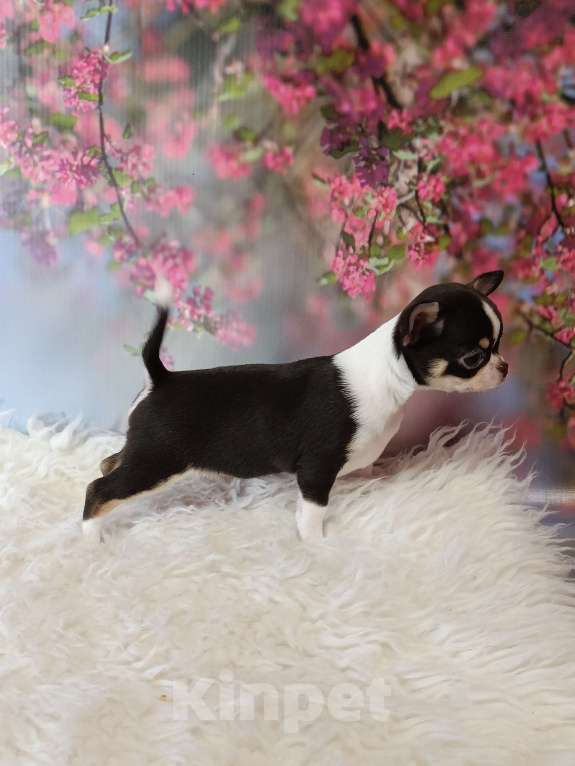 Собаки в Москве: Мини девочка шоколадка Девочка, 95 000 руб. - фото 3