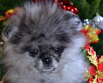 Собаки в Бийске: Щенки померанского щенка Мальчик, 50 000 руб. - фото 5