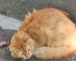 Кошки в Москве: Найден котик Мальчик, Бесплатно - фото 1