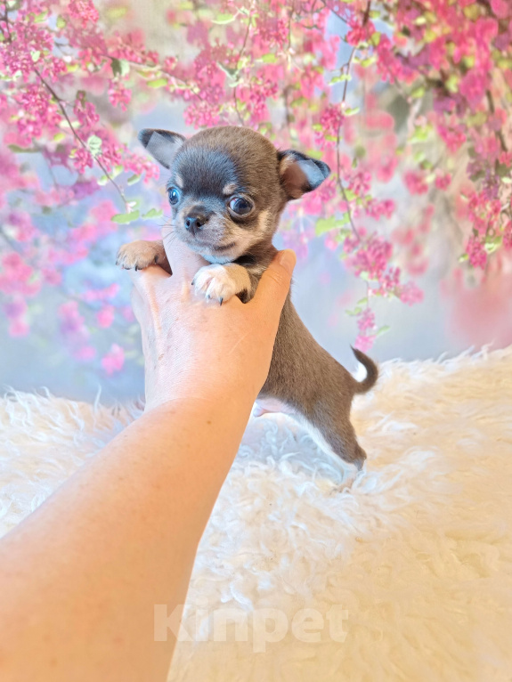 Собаки в Москве: Голубой мини мальчик Мальчик, 56 000 руб. - фото 1