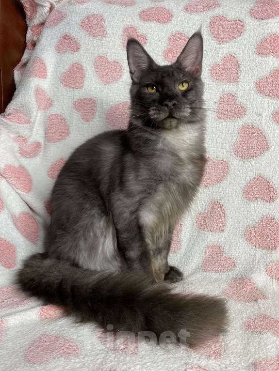 Кошки в Дмитрове: черный дымчатый мальчик мейн кун Maybach Мальчик, 20 000 руб. - фото 5