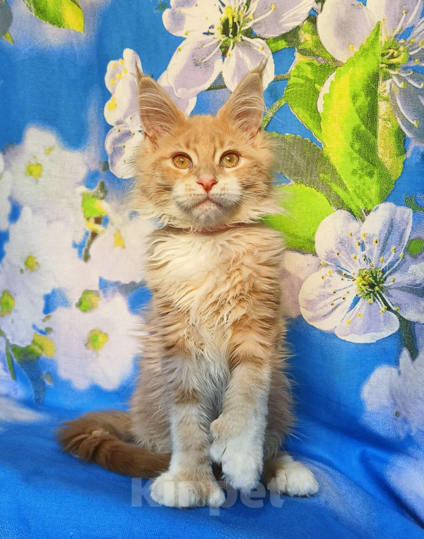 Кошки в Москве: Мейн-Кун полидакт. Девочка Девочка, 75 000 руб. - фото 5