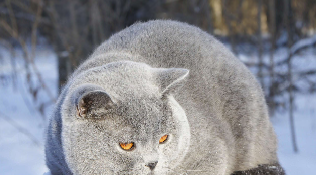 Кошки в Вологде: Британский голубой котенок Мальчик, 35 000 руб. - фото 5