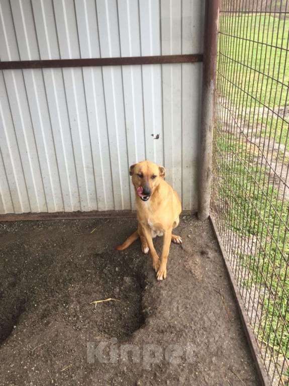 Собаки в Москве: Рыжая Девочка, Бесплатно - фото 2