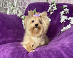 Собаки в Москве: Подрощенный мини йорк девочка голубоглазая Девочка, 100 000 руб. - фото 1