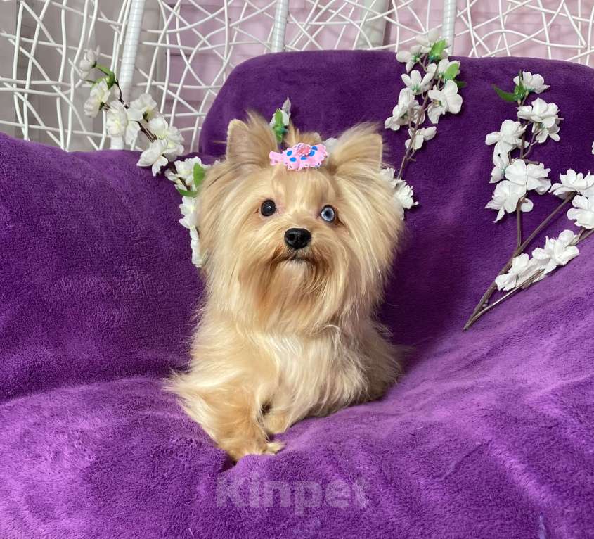 Собаки в Москве: Подрощенный мини йорк девочка голубоглазая Девочка, 100 000 руб. - фото 1