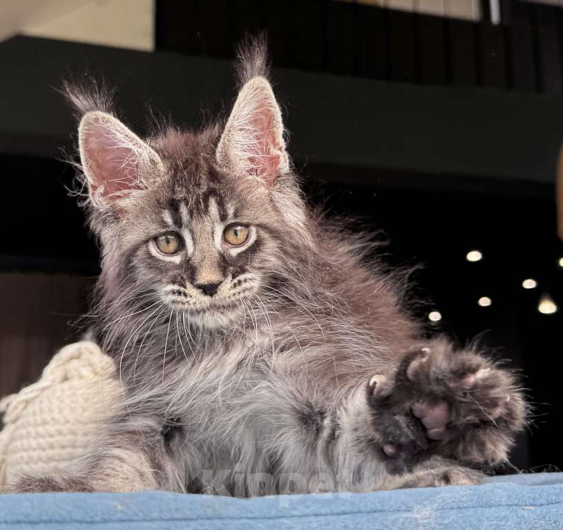 Кошки в Москве: Кот Мейн Кун Veyron Fancy Девочка, 80 000 руб. - фото 6