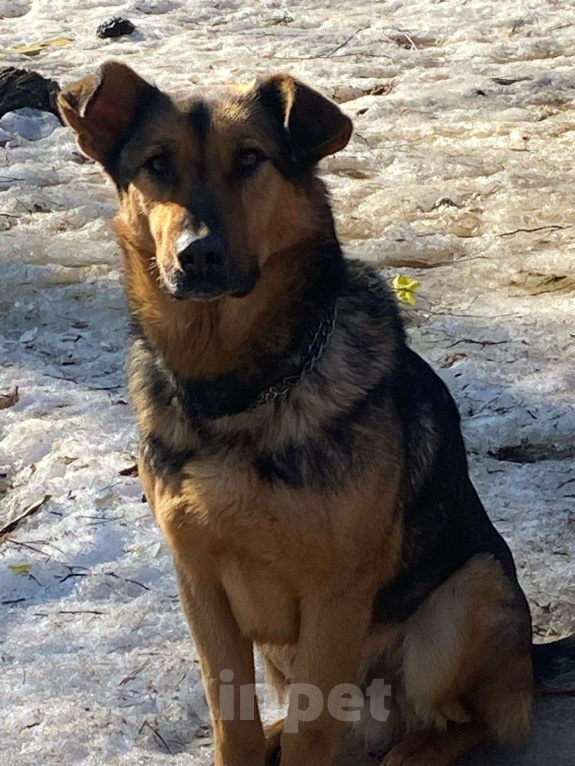 Собаки в других городах Ленинградской области: Буран, лучшая собака для семьи Мальчик, 500 руб. - фото 2