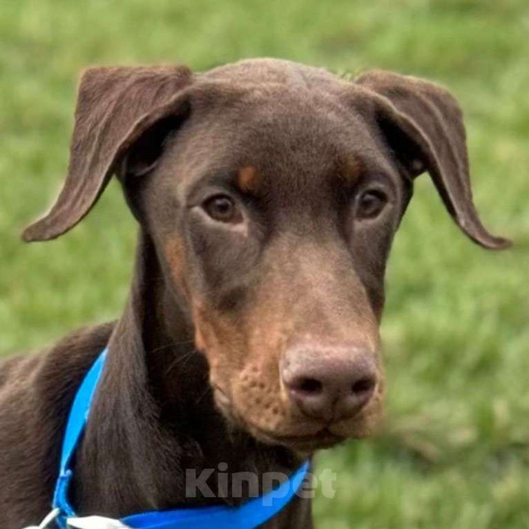 Собаки в Москве: Щенки добермана-пинчера для усыновления Мальчик, Бесплатно - фото 2